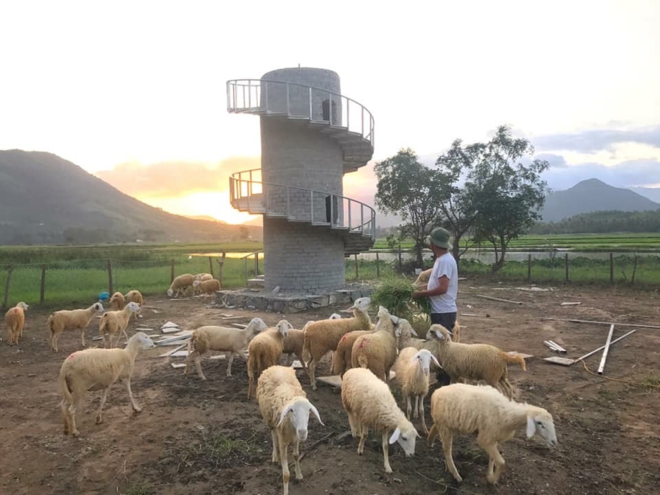 Anh Nguyễn Ngọc Trực cùng đàn cừu bên tháp ngắm hoàng hôn